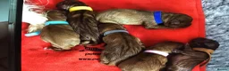 Cavalier King Charles Spaniel dogs for sale: Beautiful Cavalier King Charles Spaniel Puppies 🐶 - Advert 14