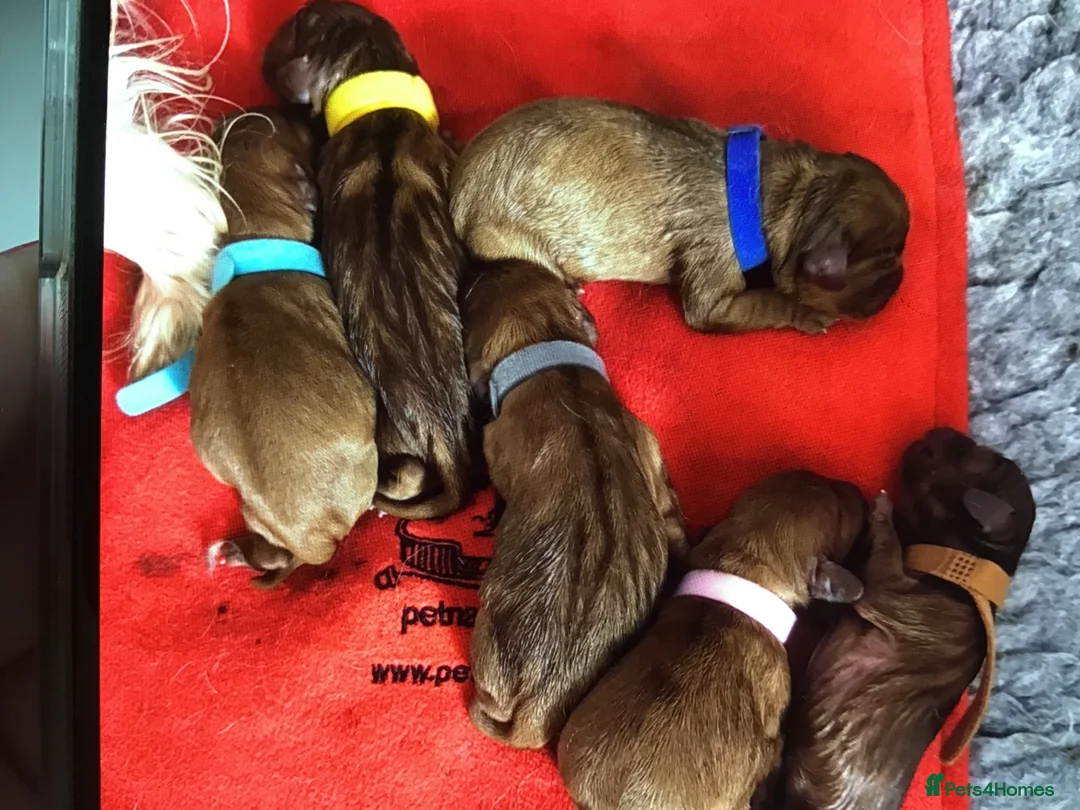 Cavalier King Charles Spaniel dogs for sale: Beautiful Cavalier King Charles Spaniel Puppies 🐶 - Advert 14