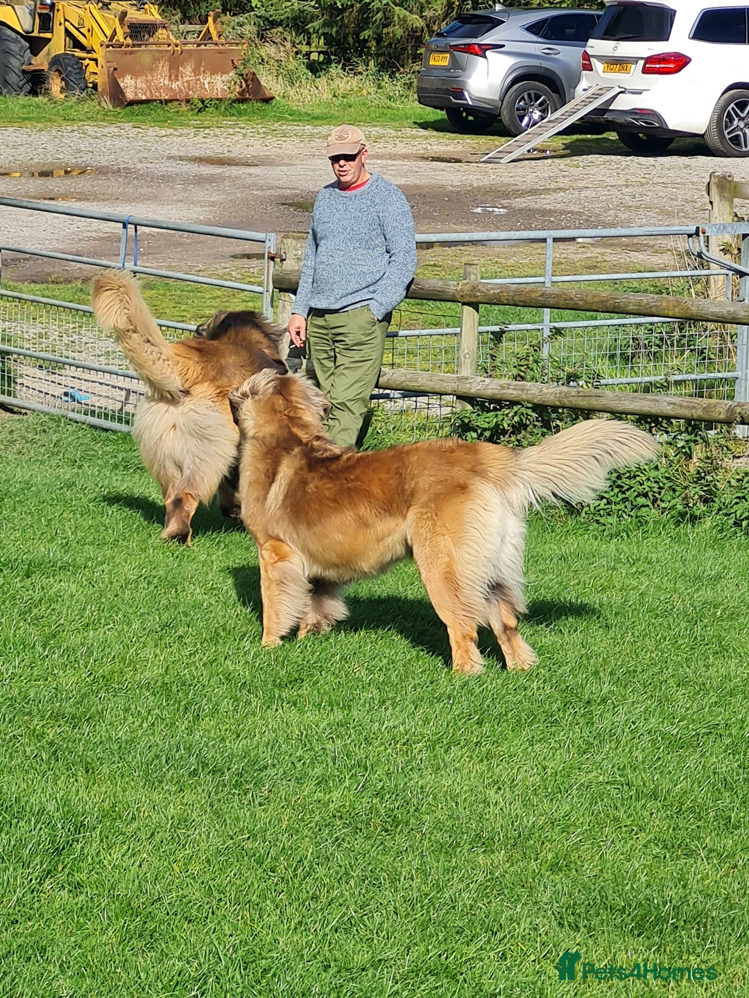 Leonberger dogs for sale: Leonberger boys available  - Advert 3