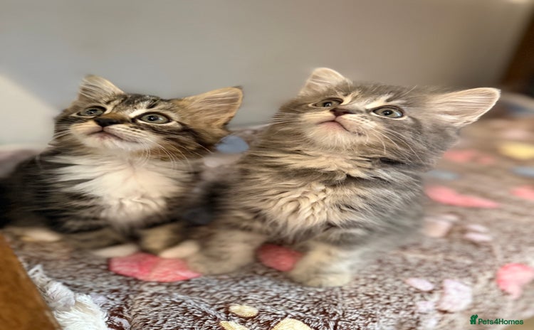 Siberian cats - Advert 2
