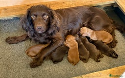 Cocker Spaniel dogs for sale: Stunning KC Reg Cocker Spaniels (working type) - Image 3