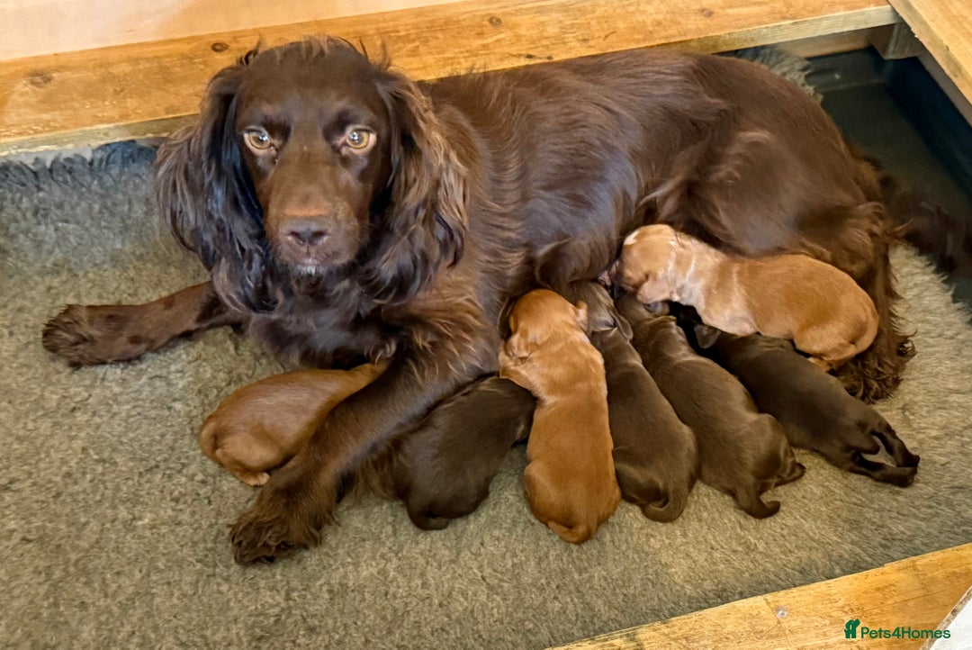 Cocker Spaniel dogs for sale: Stunning KC Reg Cocker Spaniels (working type) - Image 3