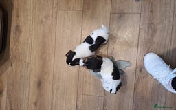 Jack Russell dogs for sale: Stunning Jack Russell Puppies  - Image 12