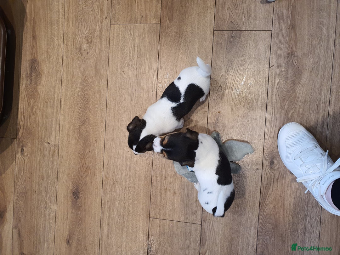 Jack Russell dogs for sale: Stunning Jack Russell Puppies  - Image 12