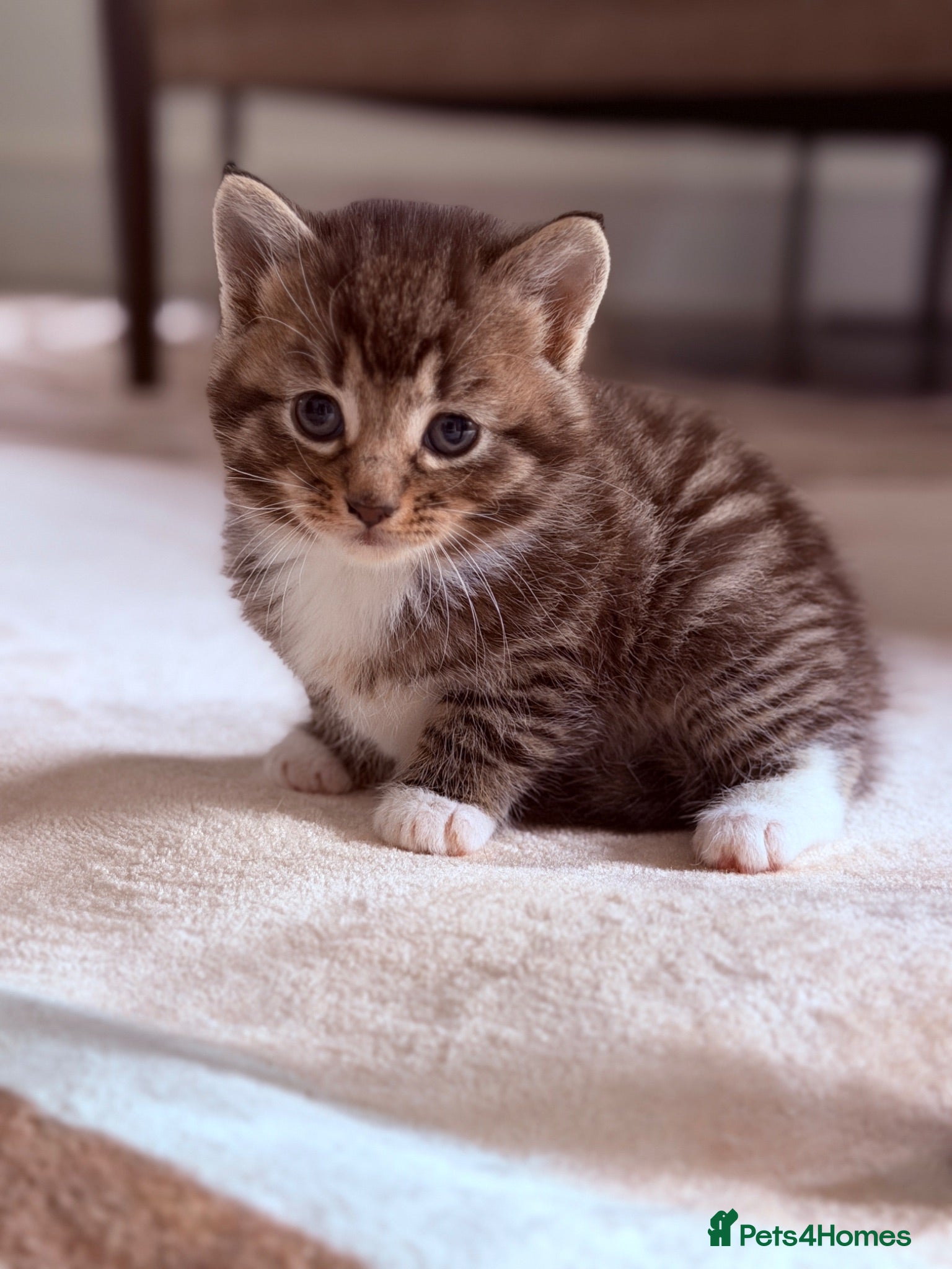 Mixed Breed cats Beautiful kittens available - Advert 1