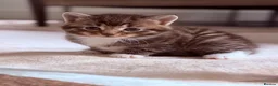 Mixed Breed cats for sale: Beautiful kittens available - Advert 1