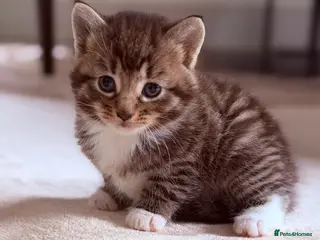 Mixed Breed cats Beautiful kittens available - Advert 1