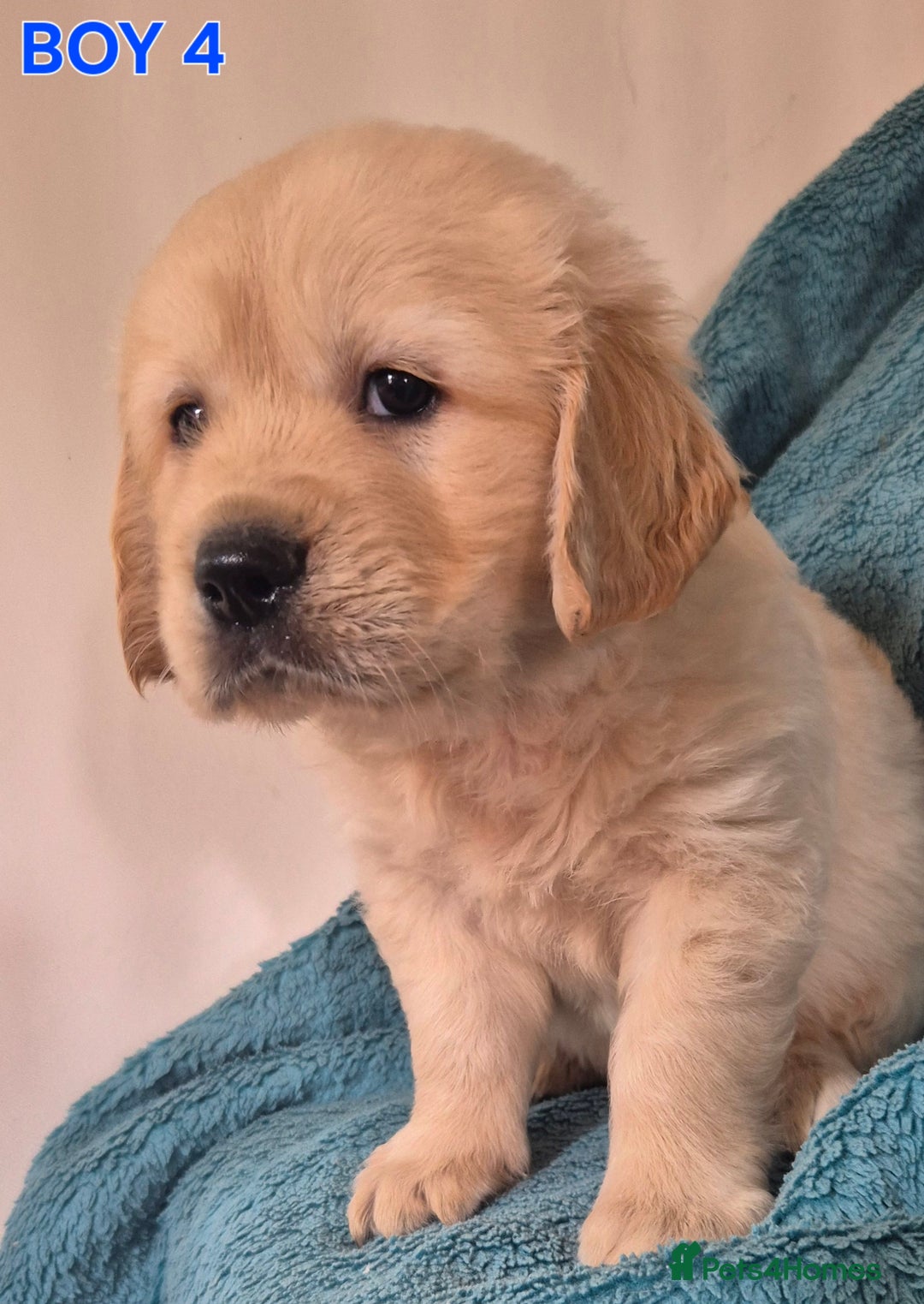 Golden Retriever dogs for sale: Show type Golden Retrievers health tested parents - Image 17