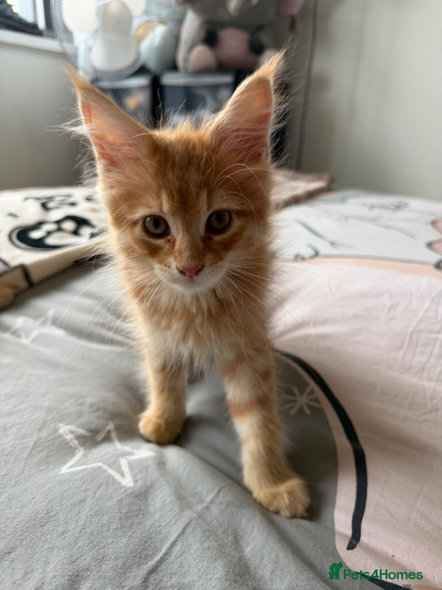 Maine Coon cats for sale: Maincoone Kittens  - Advert 11