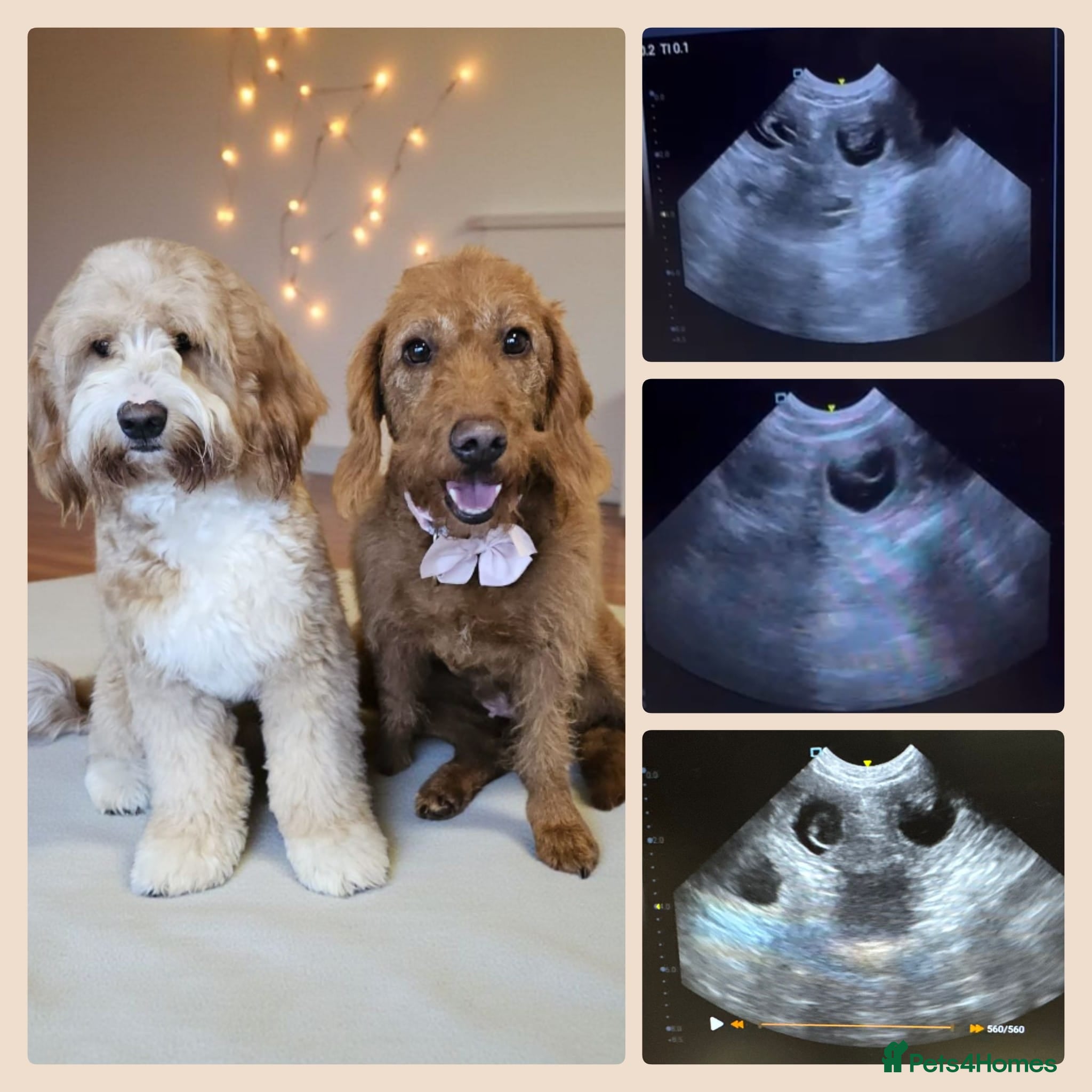 Australian Labradoodle dogs Australian Labrodoodle puppies - Advert 6