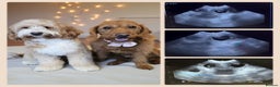 Australian Labradoodle dogs for sale: Australian Labrodoodle puppies - Advert 1