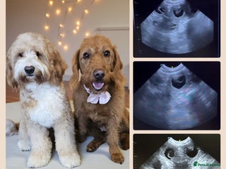 Australian Labradoodle dogs Australian Labrodoodle puppies ready to reserve - Advert 2