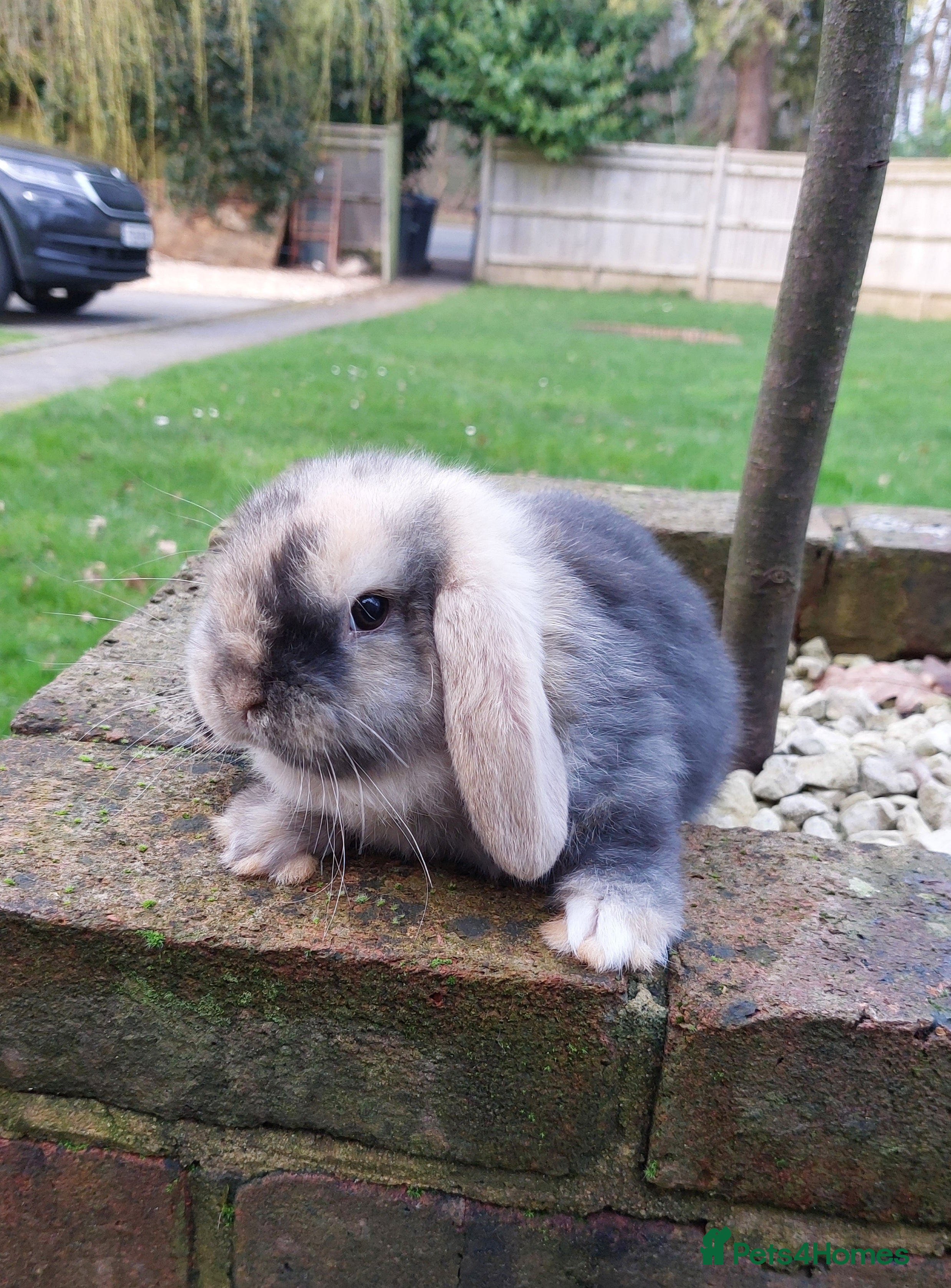 Mini Lop rabbits Baby Mini Lop *Last one in litter* - Advert 1