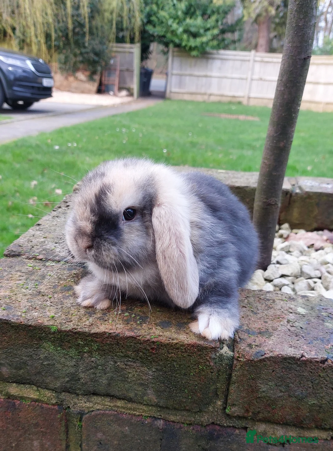 Mini Lop rabbits for sale: Baby Mini Lop *Last one in litter* - Advert 1