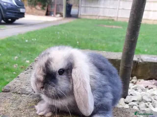 Mini Lop rabbits Baby Mini Lop *Last one in litter* - Advert 1