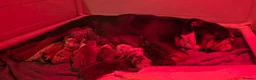 English Bulldog dogs for sale: Beautiful litter of English Bulldogs - Advert 25