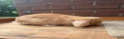 Mini Lop rabbits for sale: Little orange mini lop buck  - Advert 3