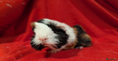 Guinea Pig rodents - Advert 9