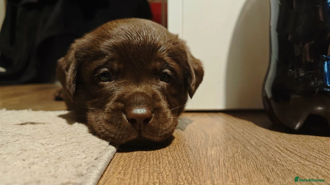Labrador Retriever dogs for sale: Chocolate Labrador Retriever Puppies-Family Raised - Advert 8