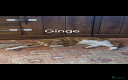 Domestic Shorthair cats for sale: 3 kittens 2 adults for sale  - Image 2