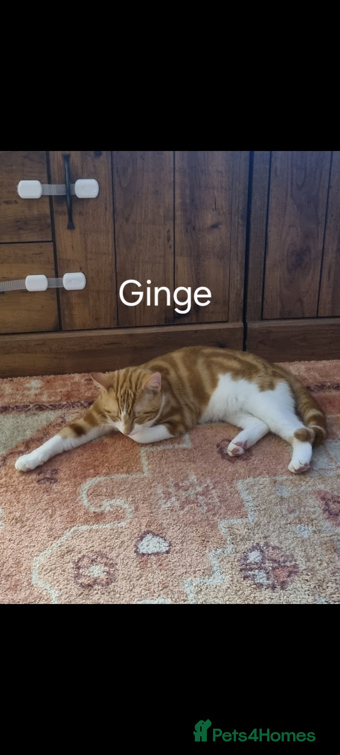 Domestic Shorthair cats for sale: 3 kittens 2 adults for sale  - Image 2