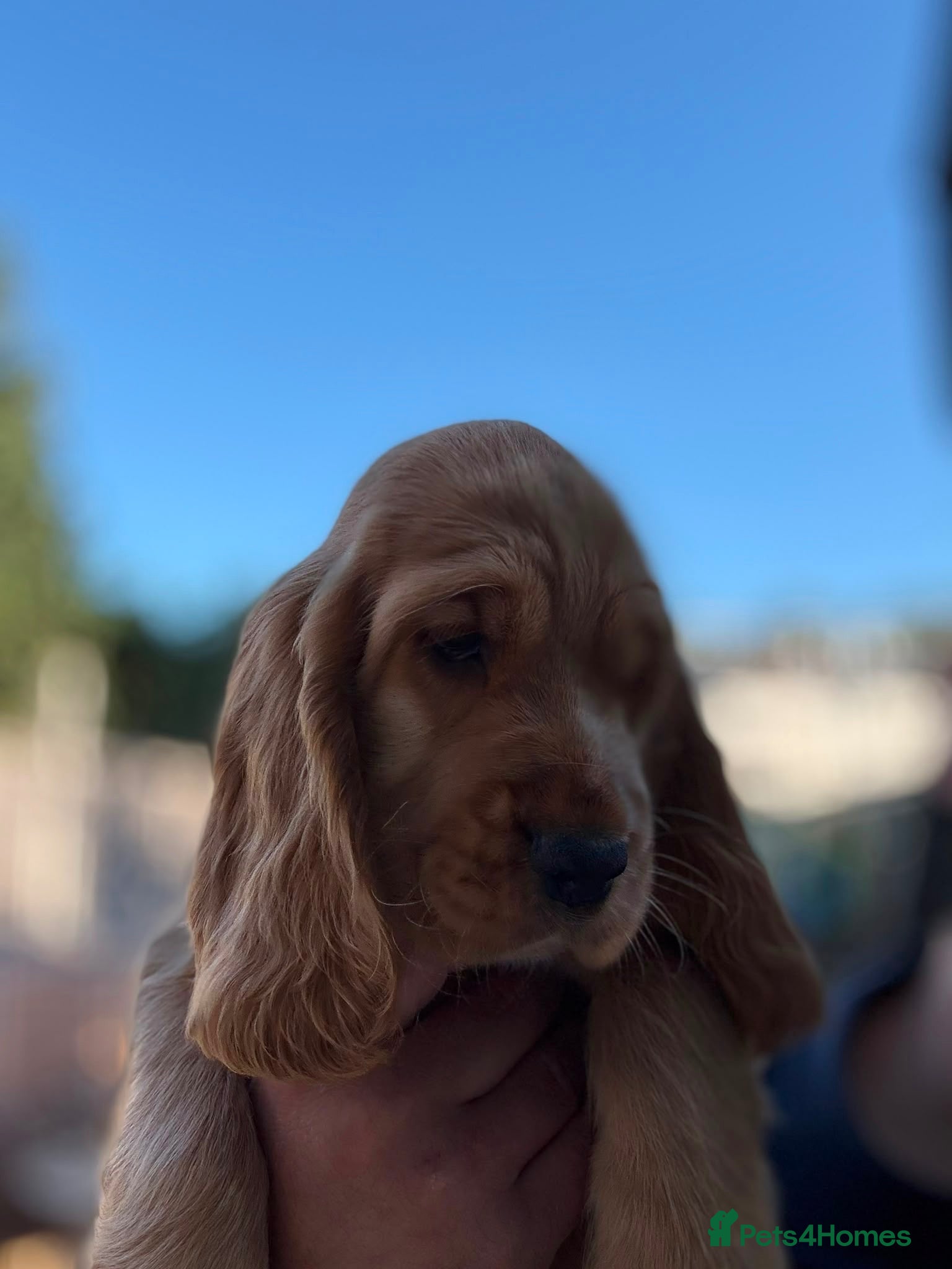 Cocker Spaniel dogs 🌟🌟🌟Beautiful English Gold Show Cocker Spaniel  - Advert 2