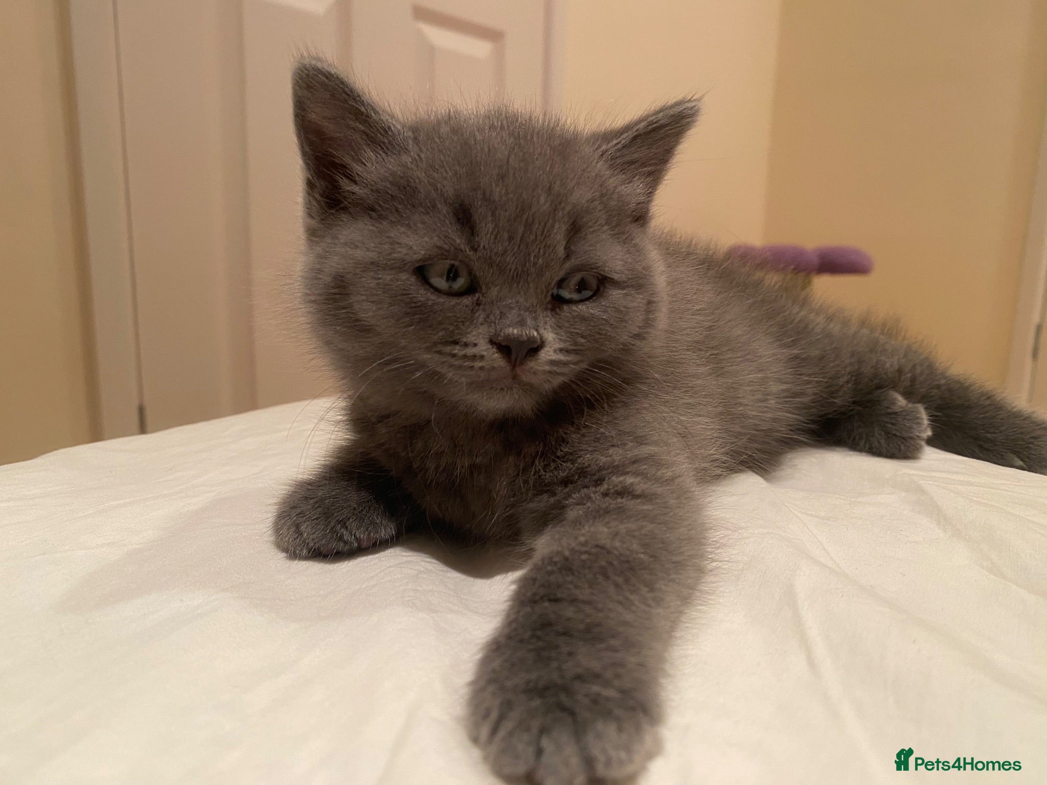 British Shorthair cats Amazing Pedigree British Shorthair Kittens  - Advert 2