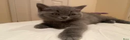 British Shorthair cats for sale: Amazing Pedigree British Shorthair Kittens  - Advert 2