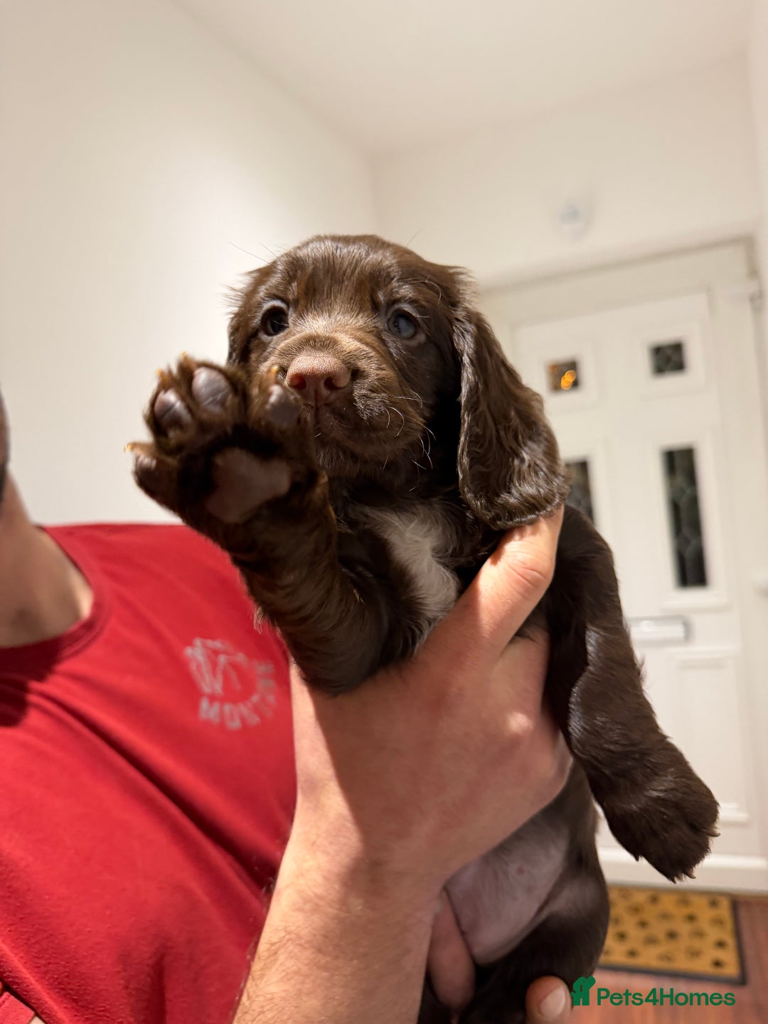 Cocker Spaniel dogs for sale: KC Registered Working Cocker Spaniels  - Advert 28