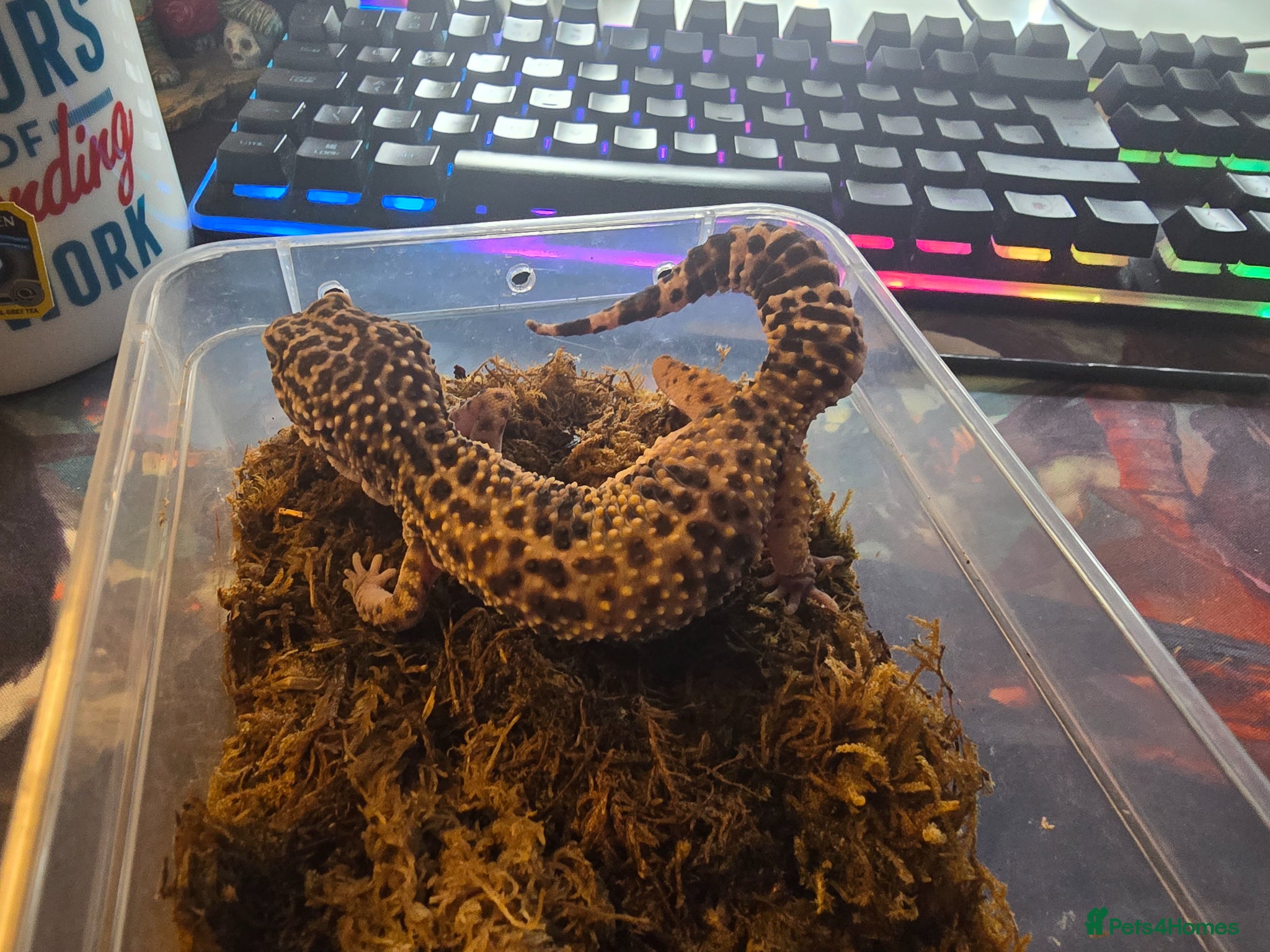 Mixed Breed reptiles for sale: Reptiles, Tarantulas & Enclosures for Sale in Bradford - Advert 3