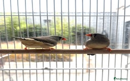 Finches birds for sale: Female zebra finches for sale  - Image 1