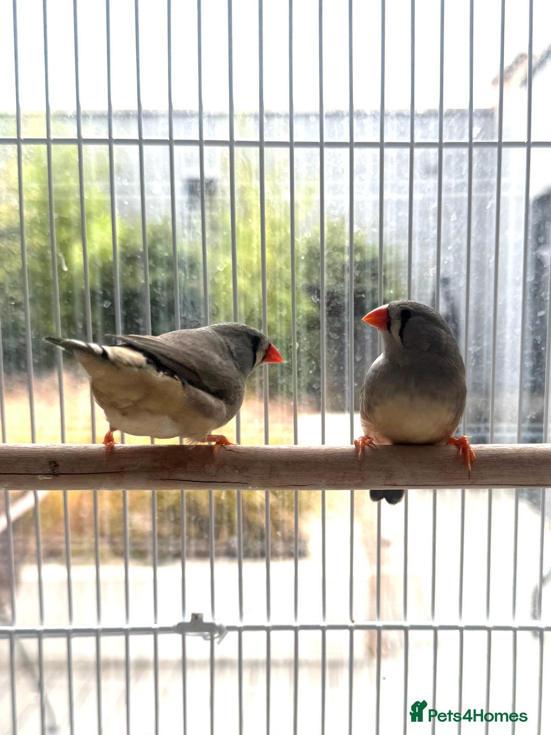 Finches birds for sale: Female zebra finches for sale  - Image 1