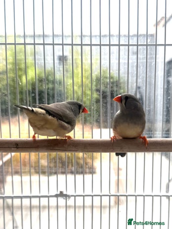 Finches birds - Advert 11