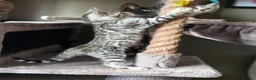 Bengal cats for sale: Gorgeous Health Tested Bengals  in Congleton - Advert 16