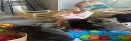 Chihuahua dogs for sale: READY NOW - Long coat chihuahua puppies - Advert 16