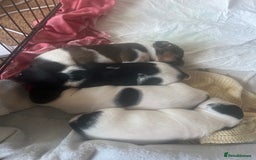 Jack Russell dogs for sale: Jack Russel puppies  - Image 13