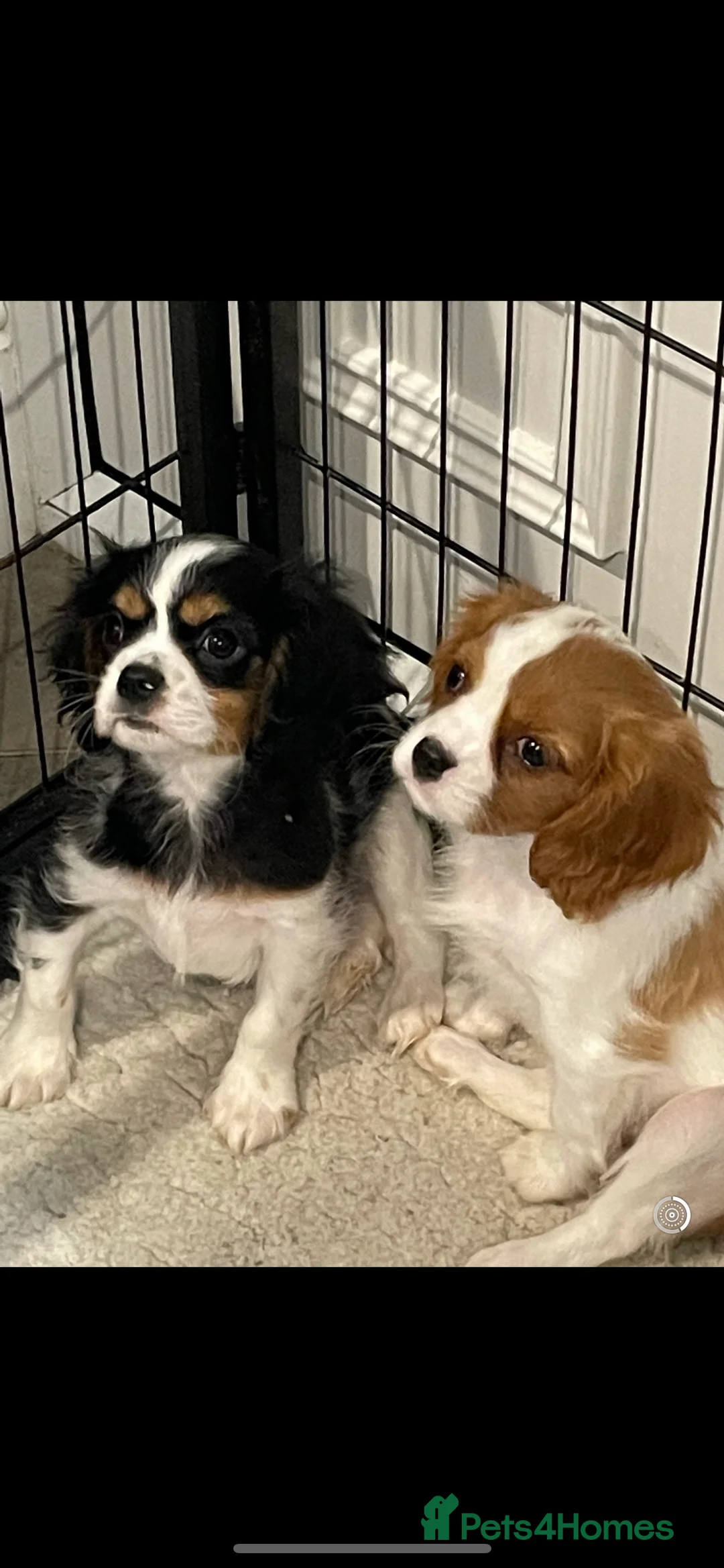 King Charles Spaniel dogs for stud: show quality King Charles cavalier for stud in Southport - Advert 8