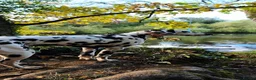 Dalmatian dogs for sale: Dalmatian  in Newton Aycliffe - Advert 5