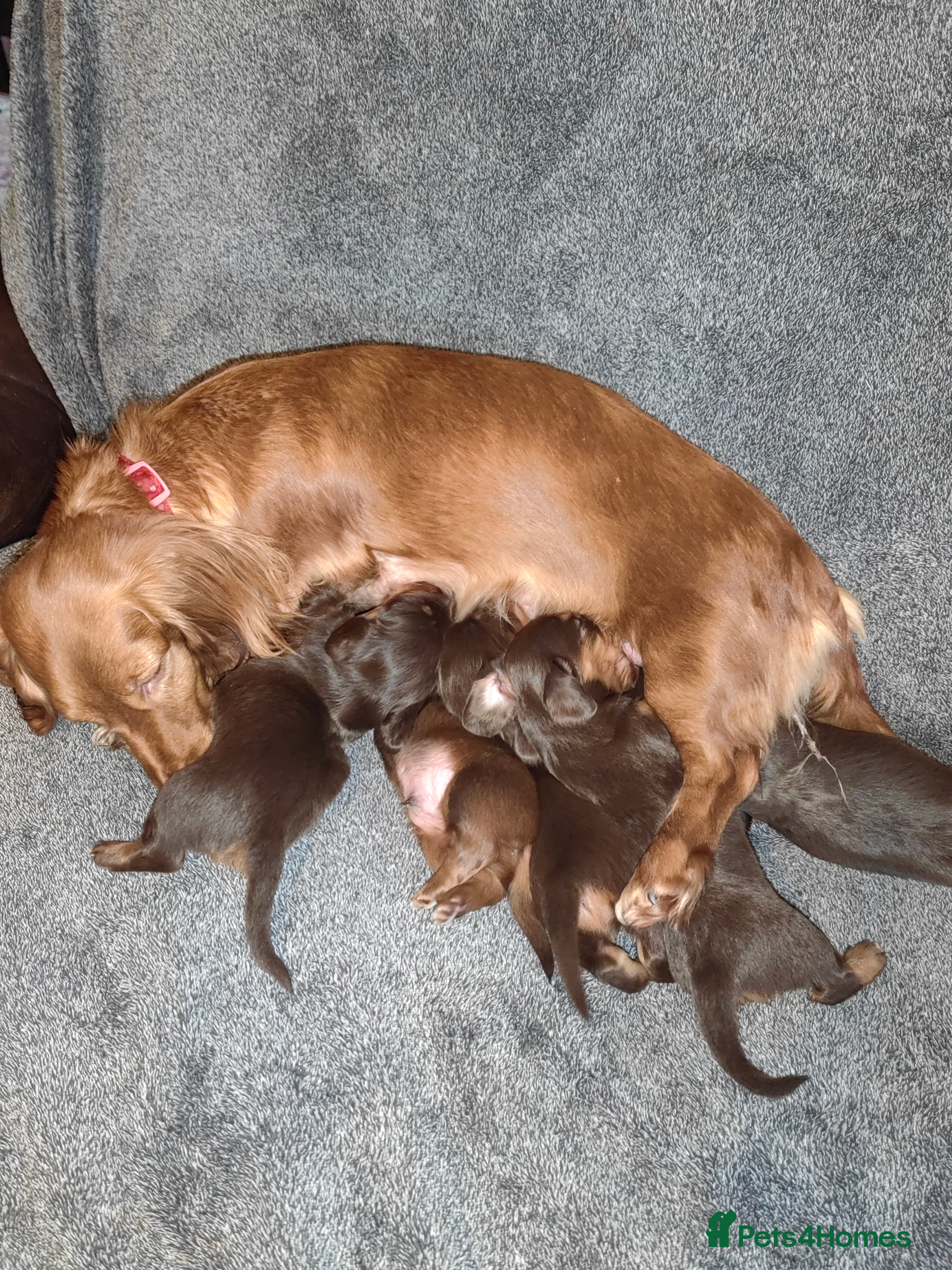 Miniature Dachshund dogs Puppies of the miniature long-haired dachshund.  - Advert 2