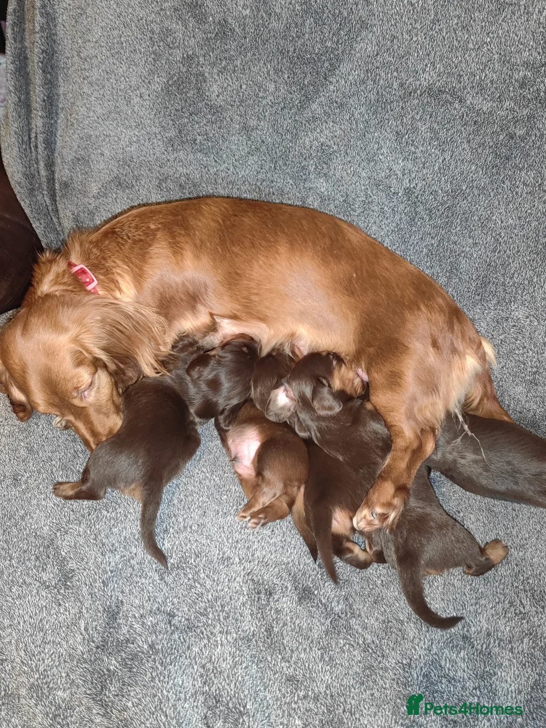 Miniature Dachshund dogs for sale: Puppies of the miniature long-haired dachshund.  - Advert 1