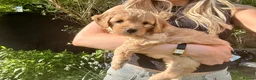 Mini Goldendoodle dogs for sale: F1 Mini Goldendoodle Puppies- ONE REMAINING   - Advert 12