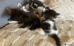 Mixed Breed cats for sale: Sweet Kittens  - Image 16