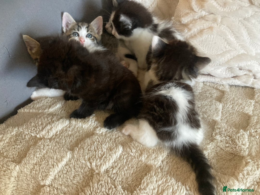 Mixed Breed cats for sale: Sweet Kittens  - Image 16