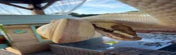 Python Snake reptiles for sale: Royal Python in Stafford - Advert 7