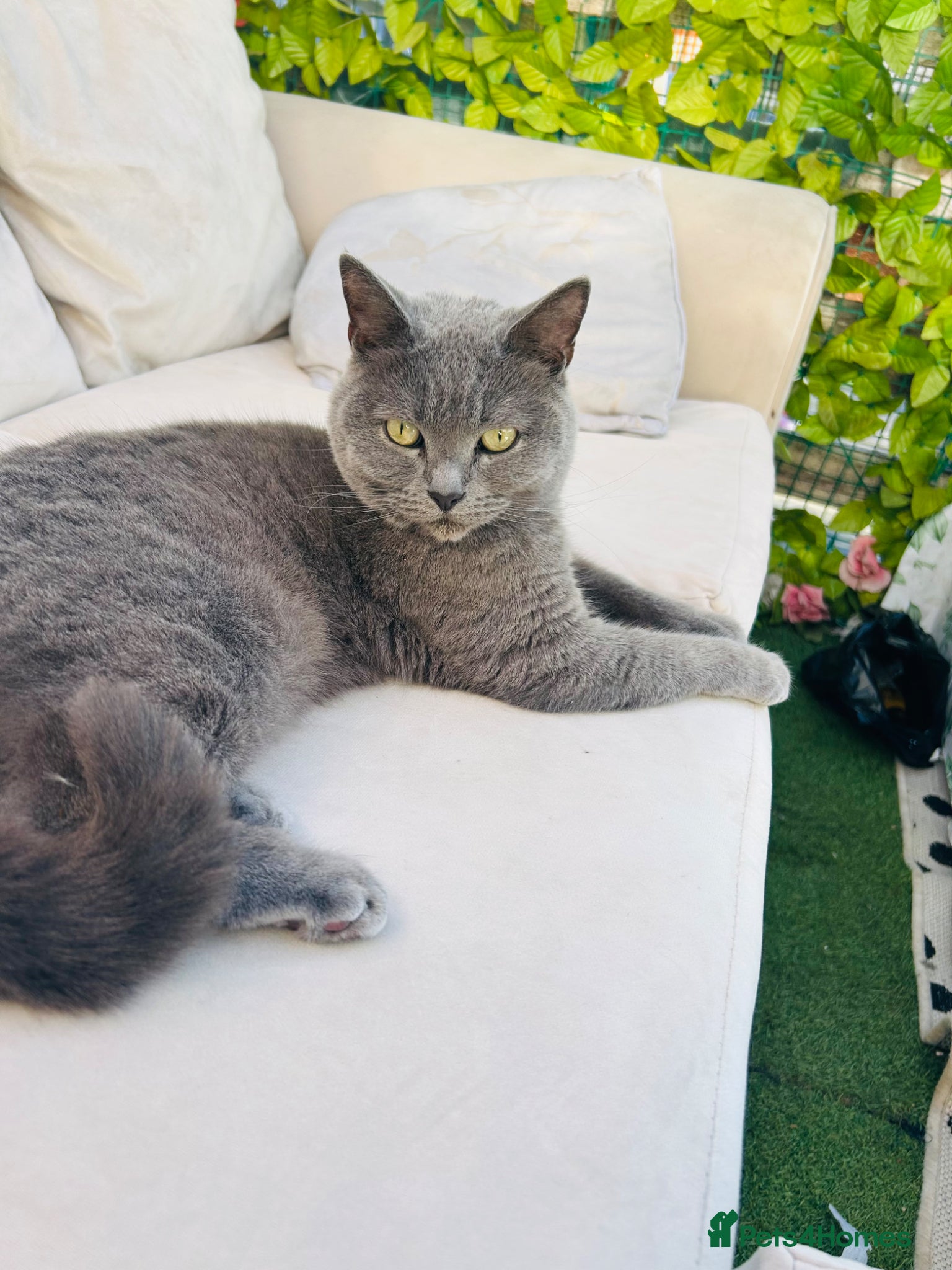 British Shorthair cats 🐾 British Shorthair   – 4 Years Old 🐾 - Advert 1