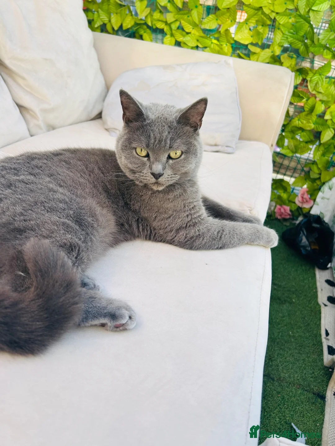 British Shorthair cats for sale: 🐾 British Shorthair   – 4 Years Old 🐾 in Edgware - Advert 1