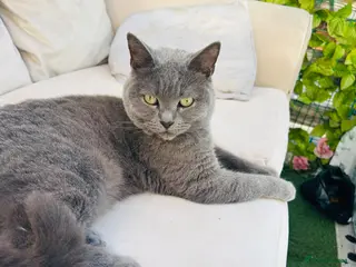 British Shorthair cats 🐾 British Shorthair – 4 Years Old 🐾 - Advert 1