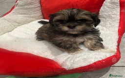 Shih Tzu dogs for sale: Beautiful Shih Tzu puppies - Image 3