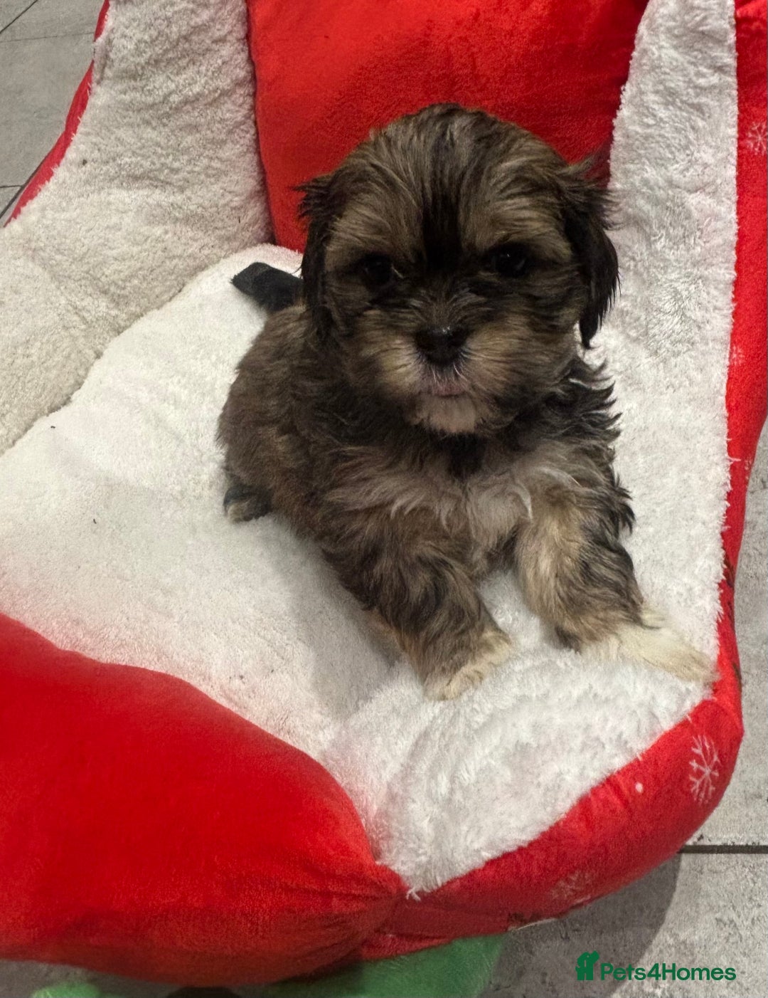 Shih Tzu dogs for sale: Beautiful Shih Tzu puppies - Image 3