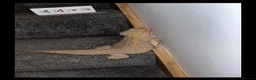Bearded Dragon reptiles for sale: Bearded dragon & set up in Bacup - Advert 4